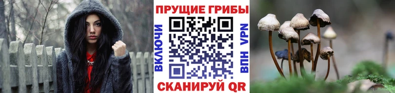 Купить  Окуловка  Псилоцибиновые грибы GOLDEN TEACHER 